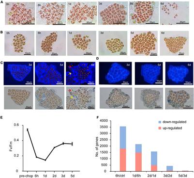 Comparative Gene Expression and Physiological Analyses Reveal Molecular Mechanisms in Wound-Induced Spore Formation in the Edible Seaweed Nori